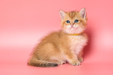 Fototapeta na wymiar Many British Shorthair Cat funny