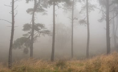 fog in the forest
