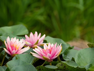 Beautiful lotus flowers in the morning