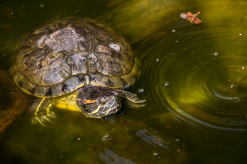 Closeup of turtle that are playing in the greenish pond water. Location: Blitar, Indonesia.