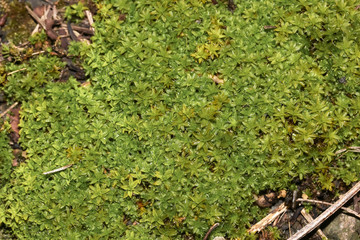 Erd-Drehzahnmoos, Moospolster, Syntrichia ruralis