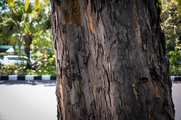 Tree bark texture against a blur green garden background