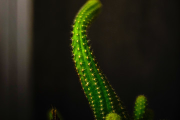 abstract green background