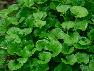 Centella asiatica can cure many diseases