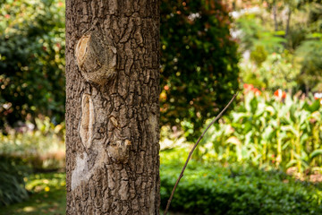 Tree bark texture against a blur green garden background