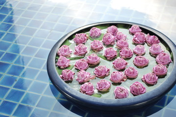 Blooming pink white lotus flower floating in ceramic big bowl for spa treatment