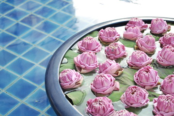 Blooming pink white lotus flower floating in ceramic big bowl for spa treatment