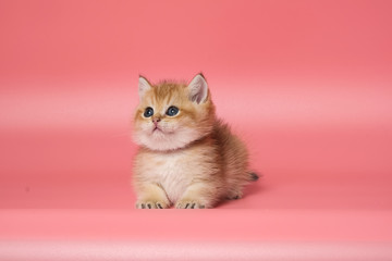 Many British Shorthair Cat funny