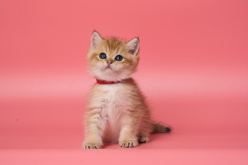 Many British Shorthair Cat funny