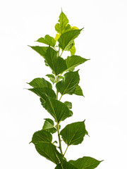 Leaves in the sky background