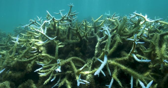 Slow motion, Airport Reef beings to bleach