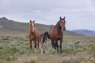 Wild Horse Mare and Foal in the Utah Desert in Spring