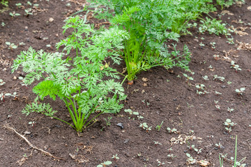 Green tops of carrots in the garden. The growth of carrots.