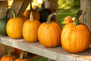 A display of miniature pumpkins.