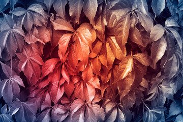 Background from blue leaves with red in the middle. Autumn concept in nature. Young colorful.