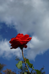 Eine rote Rosenblüte