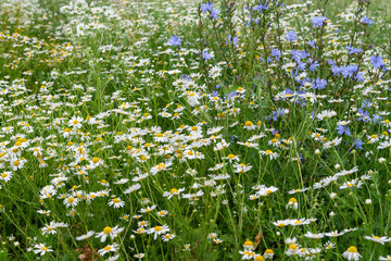 Thickets of medicinal chamomile in the meadow.