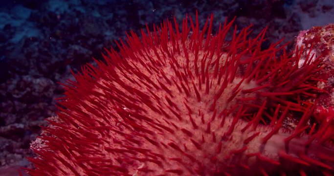 Close up, red crown of thorns starfish in slow motion