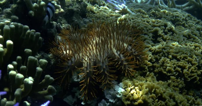 Crown of thorns starfish, slow motion