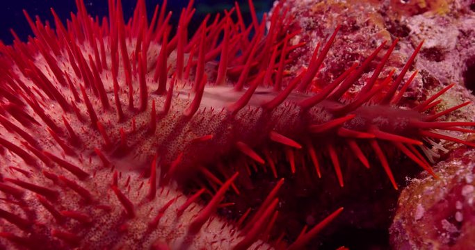 Red crown of thorns starfish, slow motion