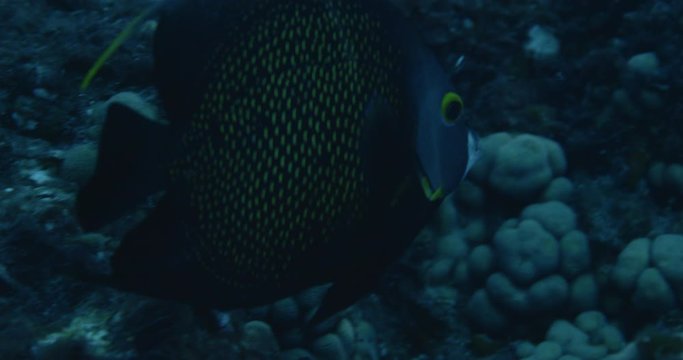 French angelfish in tropical reef, slow motion