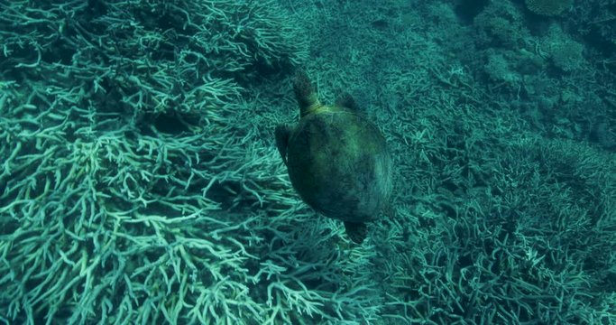 Turtle swim over bleached coral reef