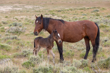 Naklejka na ściany i meble Wild Horse Mare and Foal in the Utah Desert in Spring