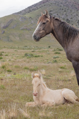 Wild Horse Mare and Foal in the Utah Desert in Spring