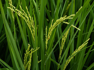 Rice is an economic crop of Thailand