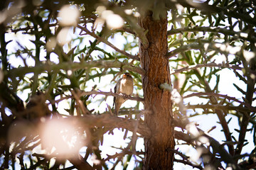 little bird