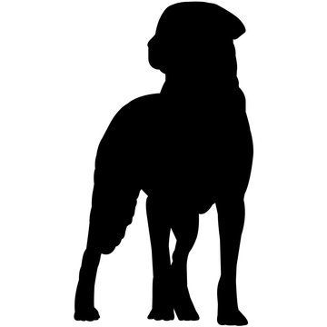 recommend clip art: Chesapeake Bay Retriever  Silhouette Vector