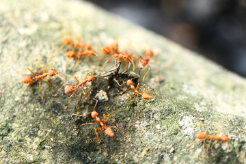 Closed up  Red ant working in the garden.