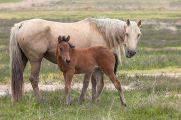 Wild Horse Mare and Foal in the Utah Desert in Spring