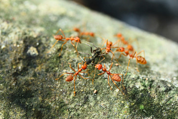 Closed up  Red ant working in the garden.