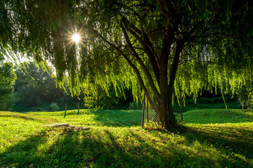Fototapeta premium Early morning willow at sunrise.