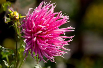 Romantic flowers - autumn asters in the flowerbed.