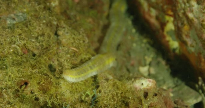 Coral reef sea worm, slow motion