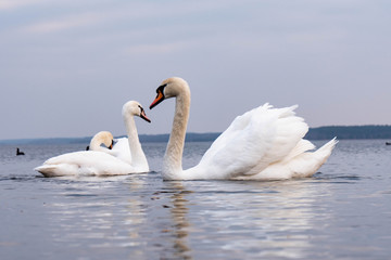 White swans love lake