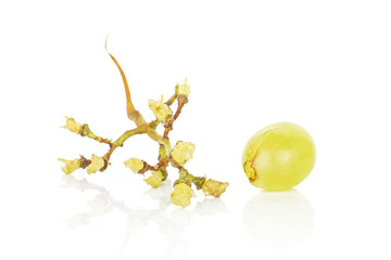 Obraz na płótnie Canvas Group of one whole one piece of fresh green grape isolated on white background