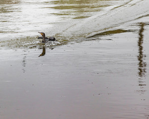 A cormorant landing down on the water