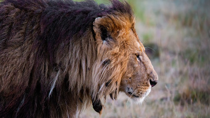 Fototapeta na wymiar Lion Sunrise Masai Mara