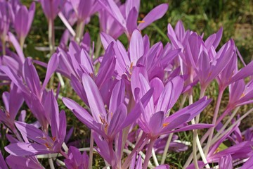 Bl&uuml;hende Herbstzeitlose (Colchicum autumnale)