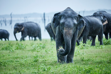 Asian elephant grazing against herd at Kaudulla National Park