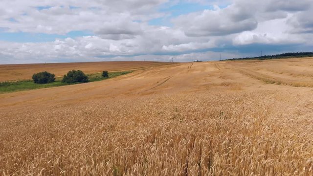 wheat ears field arial view drone 4k 29fps