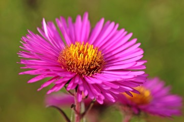 Fototapeta premium Rosa Herbstaster
