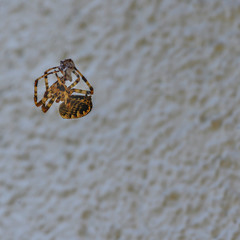 After the fight between two spiders of different size, the smaller has lost and is spun.