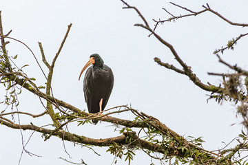 An ibis resting on a leafless tree