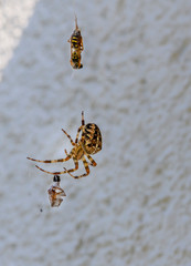 After the fight between two spiders of different size, the smaller has lost and is spun.