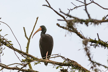 An ibis resting on a leafless tree