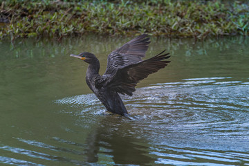 A lone cormorant drying its wings